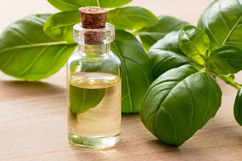 روغن ریحان